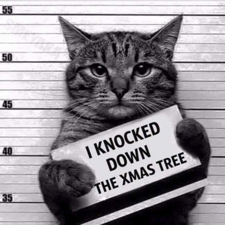 Cats vs Christmas trees