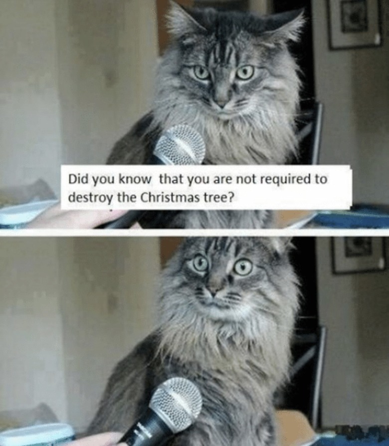 Cats vs Christmas trees