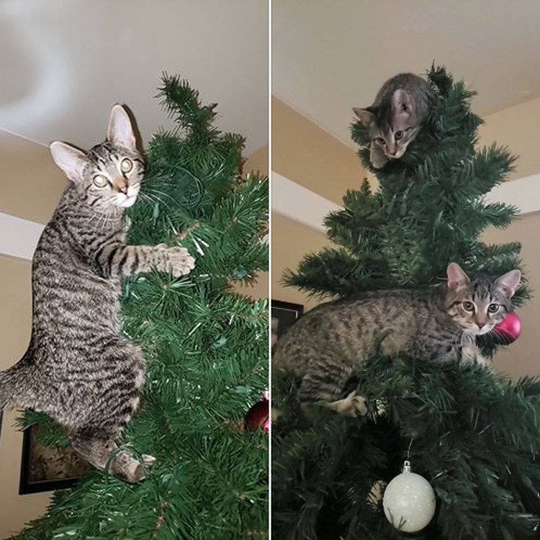 Cats vs Christmas trees