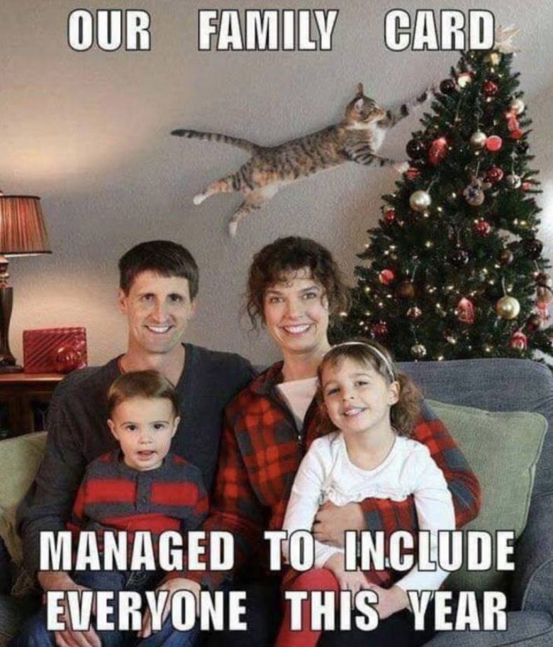 Cats vs Christmas trees