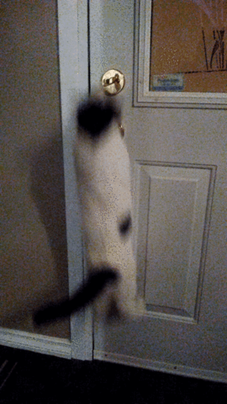 cat trying to open door