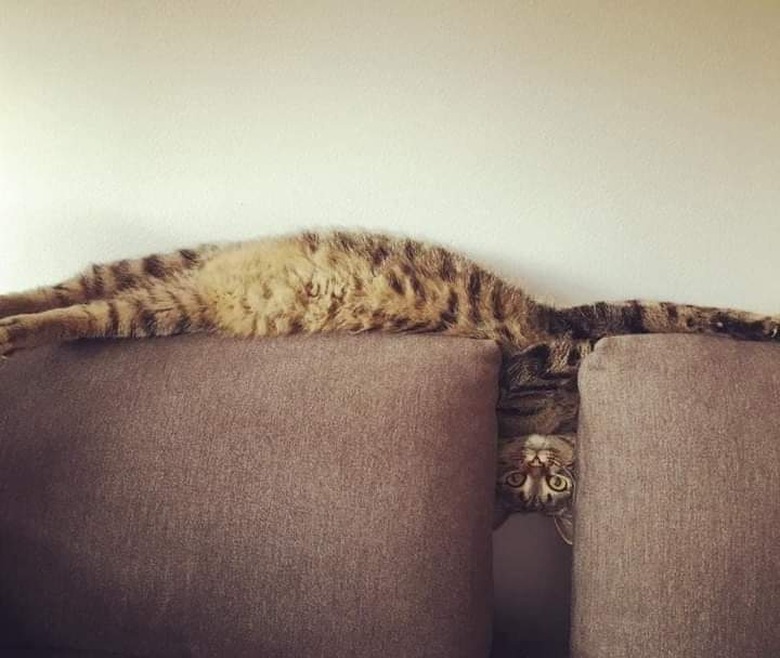 Cat laying on back of couch with head and neck tilted at a right angle between the cushions