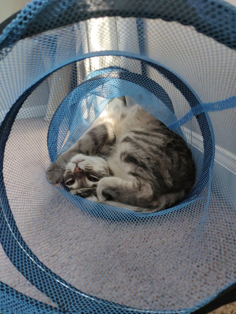 Cat bent in half inside mesh play tunnel