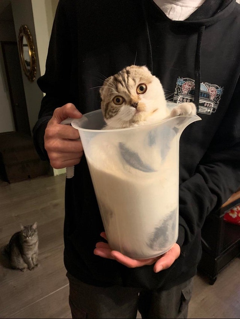 Cat sitting in plastic pitcher