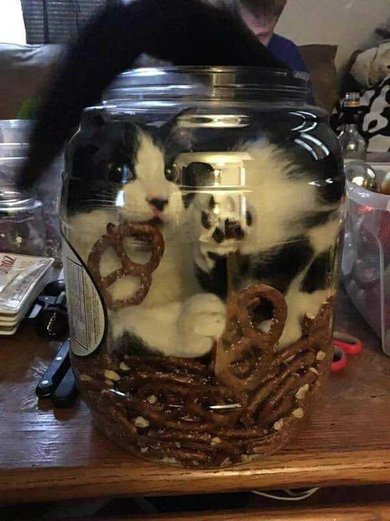 Cat squeezed into a plastic tub of pretzels