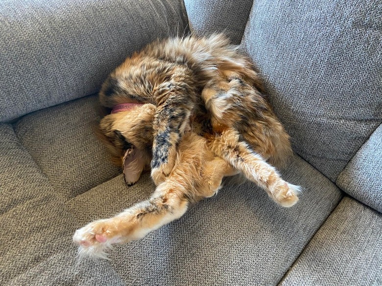 Cat sleeping in twisted position