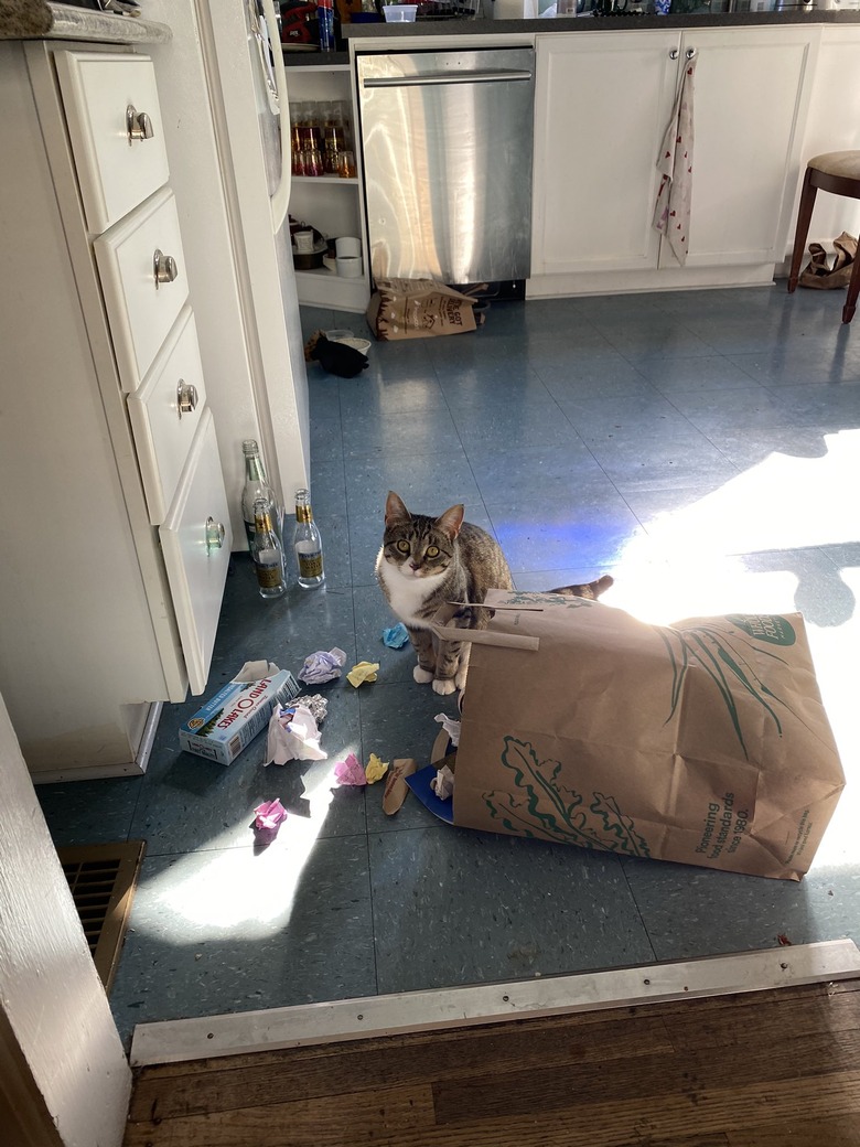 cat knocks over bag of trash