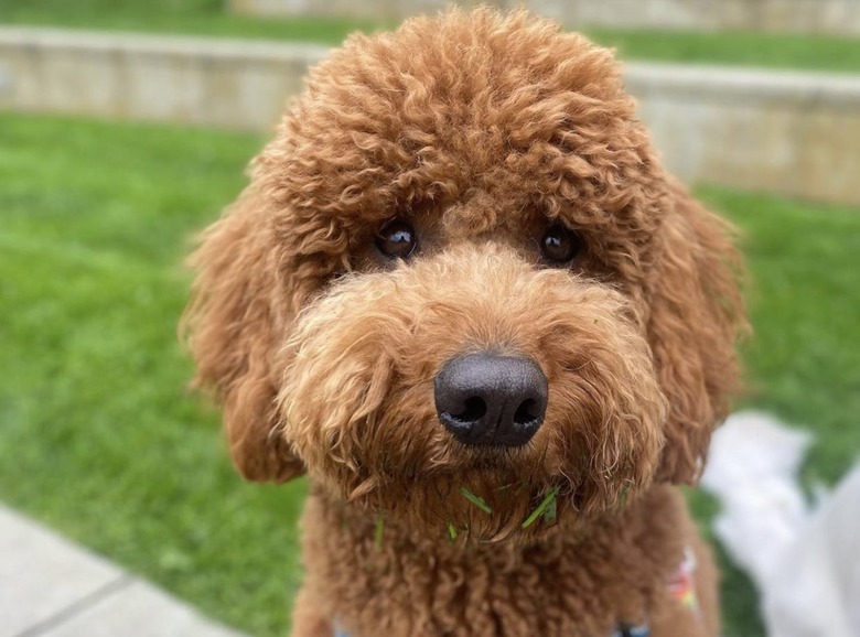 dog eats grass