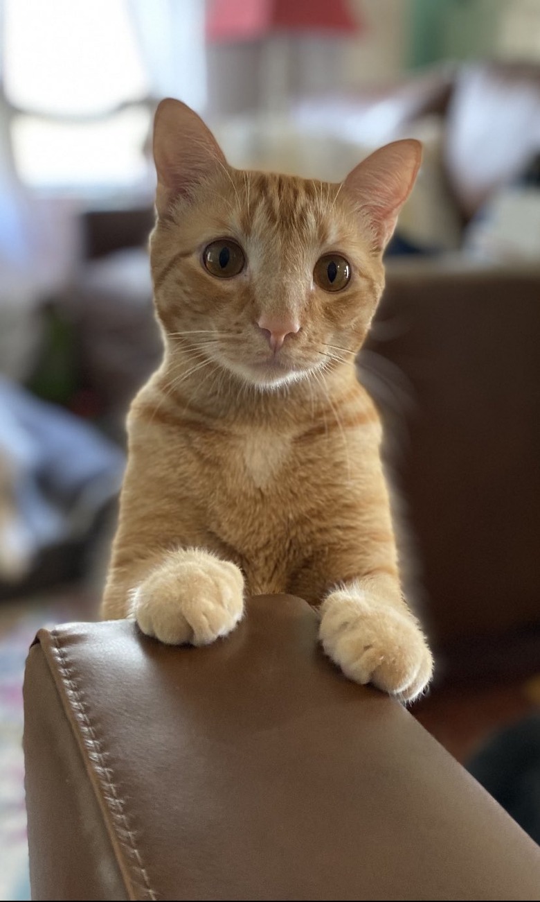 orange cat would like to share your food