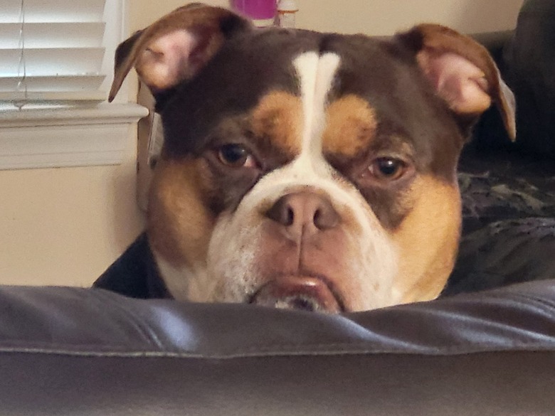 dog is judging human