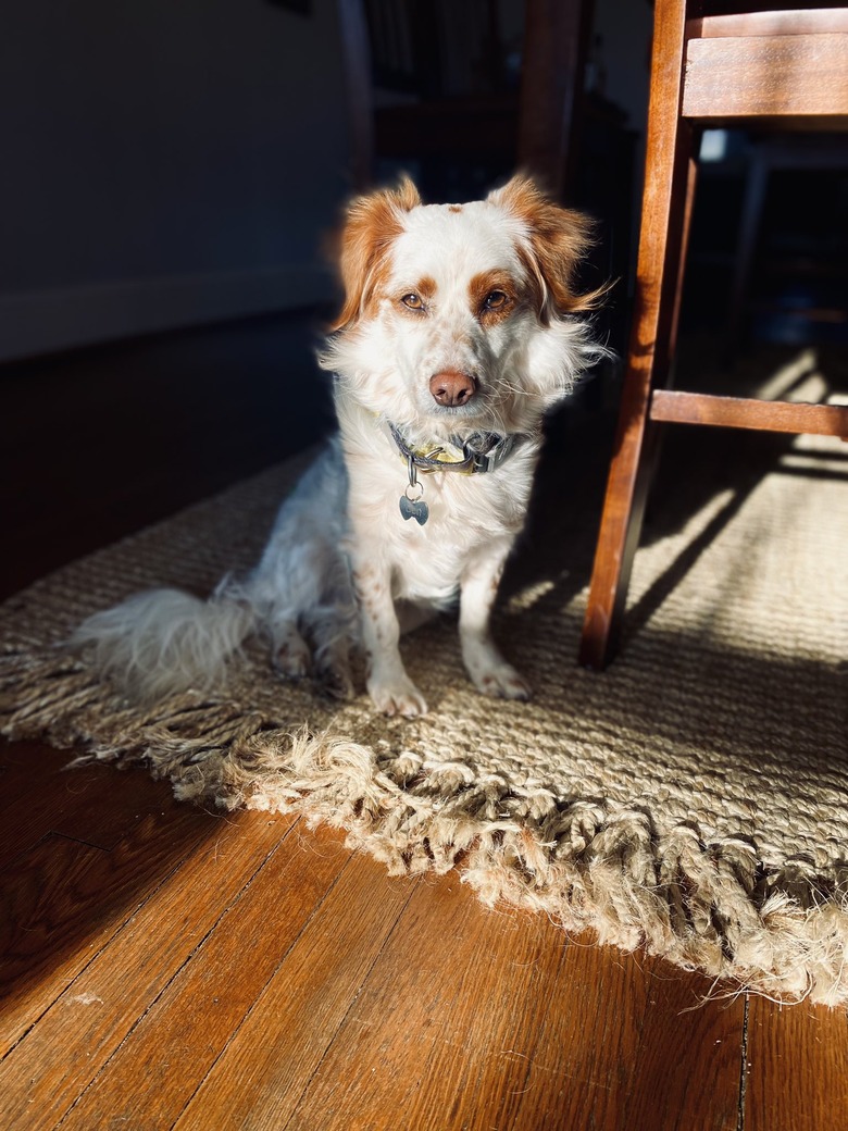 handsome dog sits in sunny spot