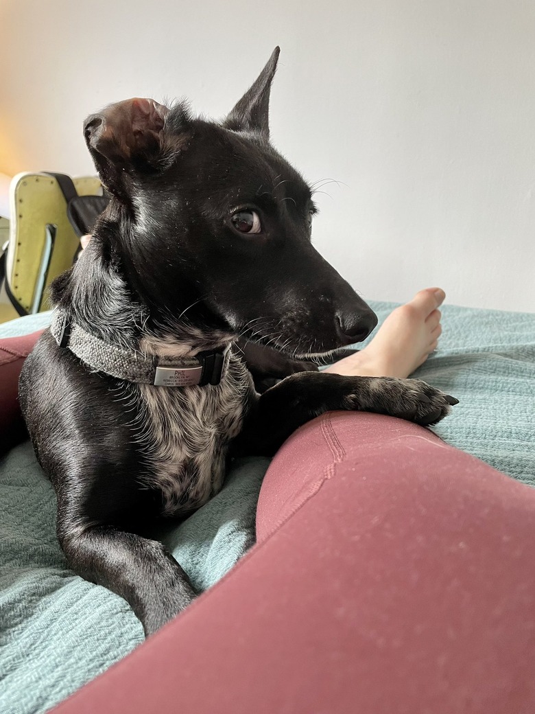 dog rests paw on woman's leg