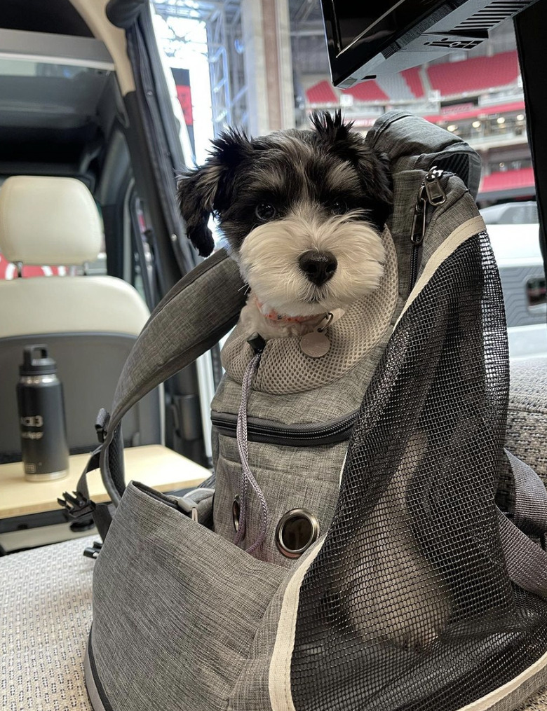 dog inside breathable dog backpack