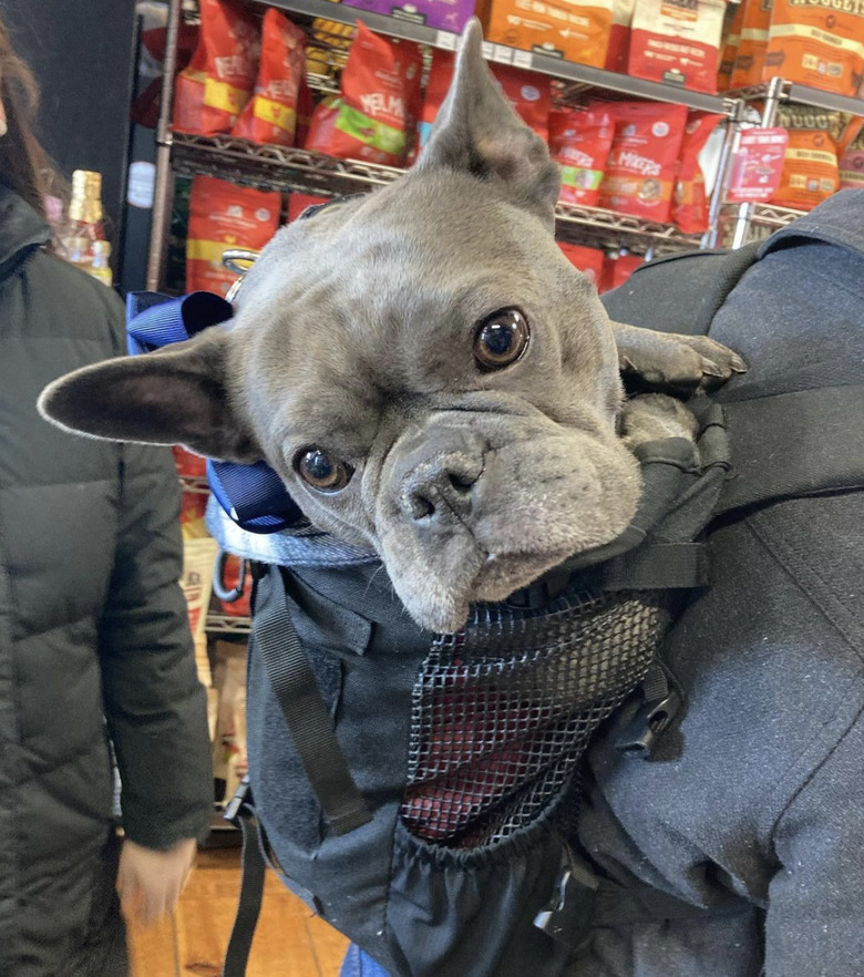 little gray dog being carried inside a backpack in a grocery store