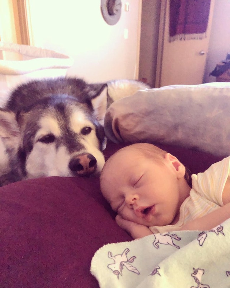 Husky looking at sleeping baby.