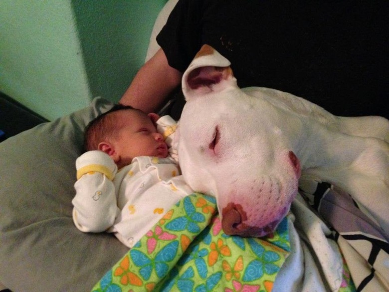 Dog resting its head on sleeping baby.