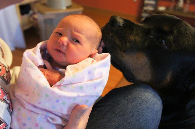 Dog licking head of skeptical baby.