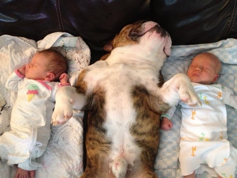 Bulldog sleeping on its back between two babies.