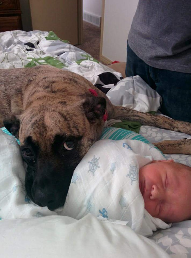 Dog resting its head on sleeping baby.