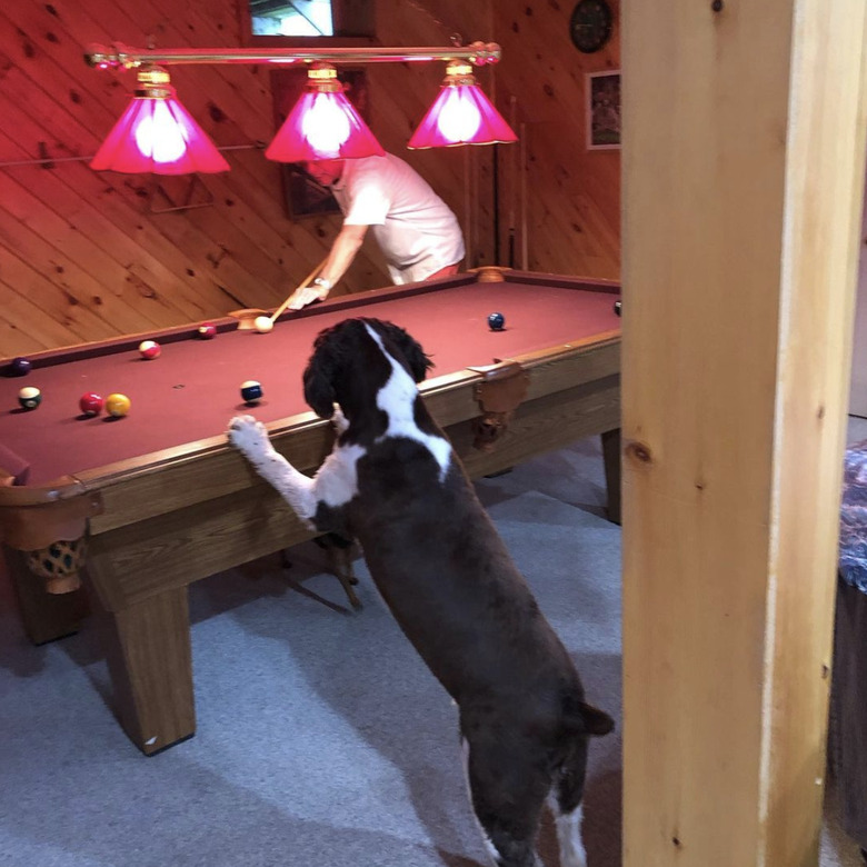 dog watching man play pool