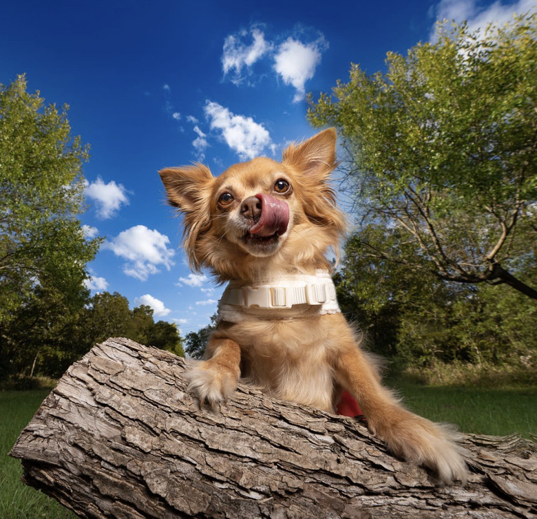 closeup of a chihuahua on a log.