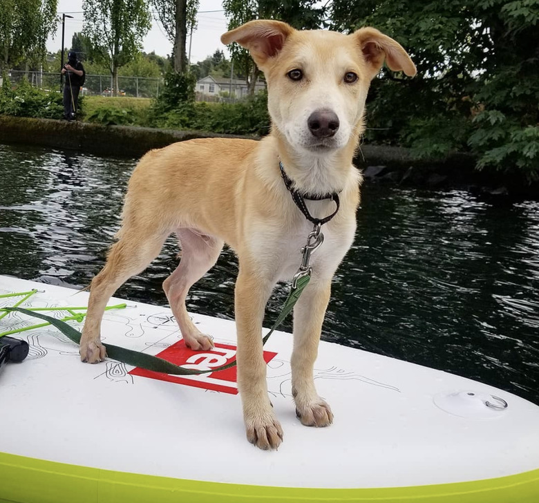 dog on paddle board