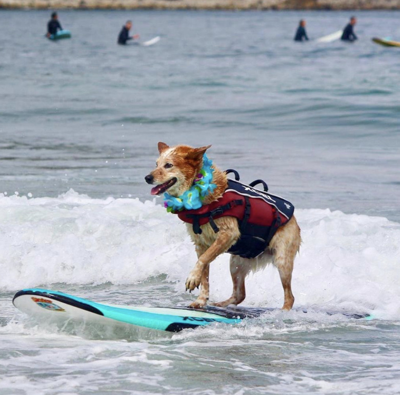 dog on surfboard