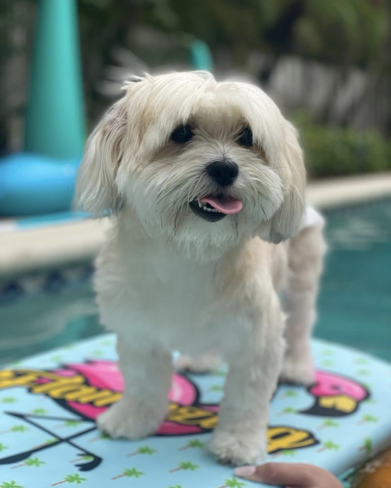 dog on boogie board