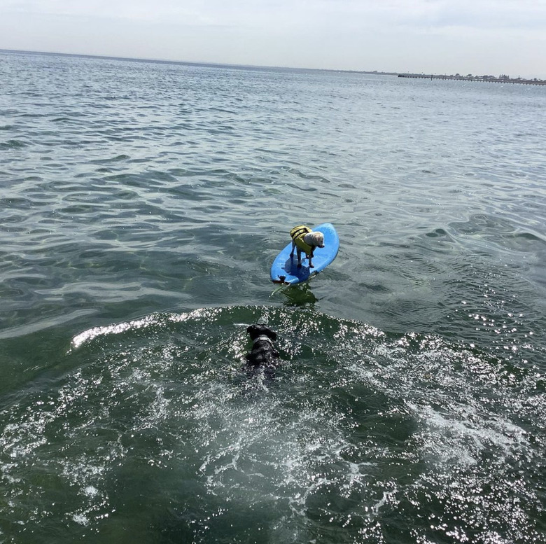 dog swimming toward dog on surfboard