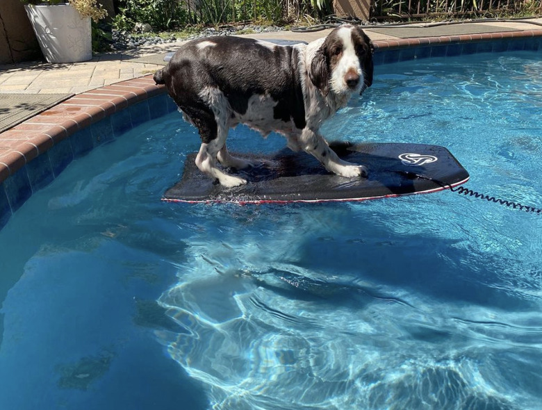 dog on surfboard in pool