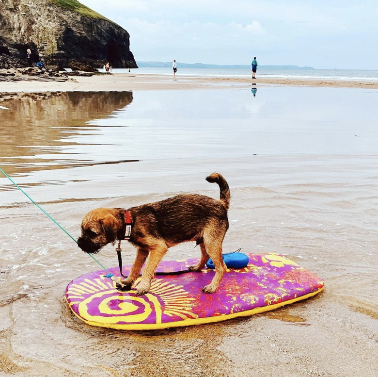 dog on boogie board