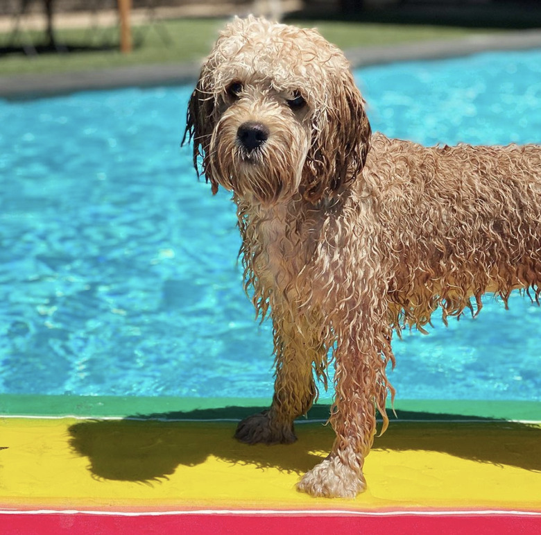 wet dog on surfboard in pool