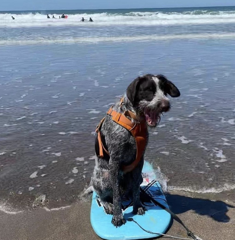 dog on surfboard