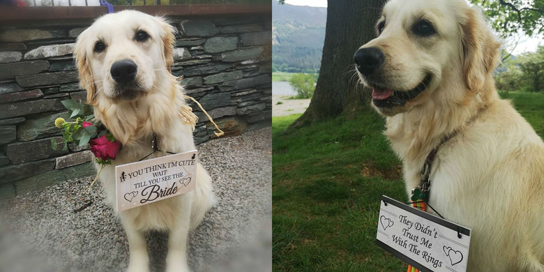 wedding dog poses with hilarious signs