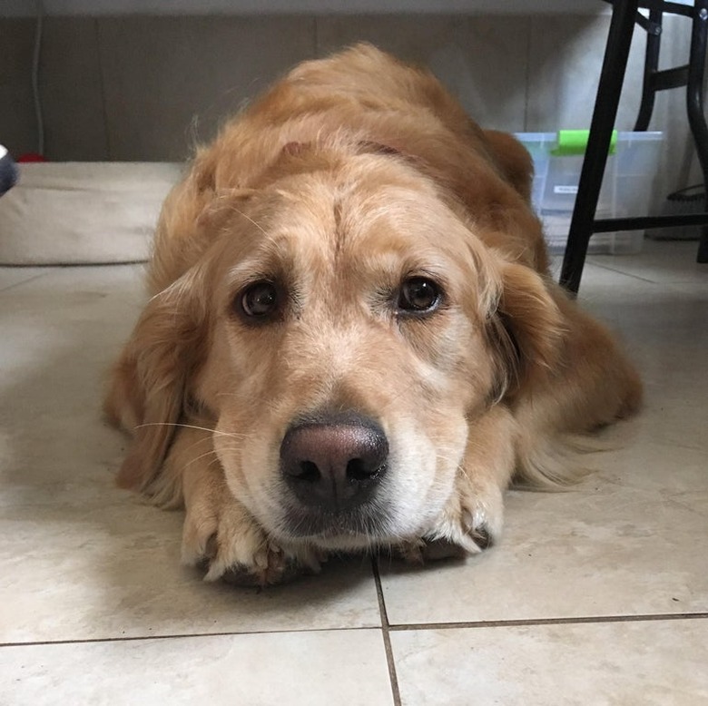 A golden retriever laying on the floor with her head on top of her front paws.