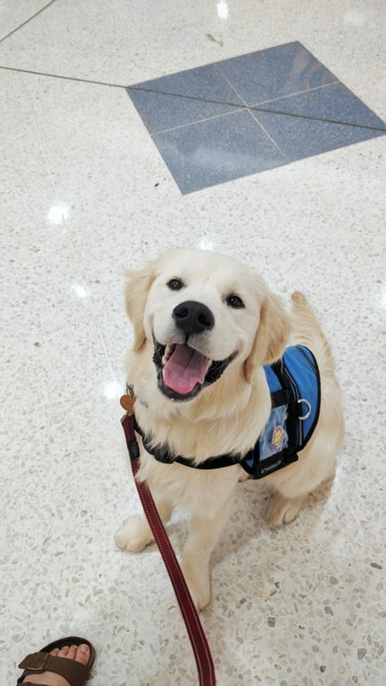 A young golden retriever wearing a blue vest and looking up at the camera with a big smile.