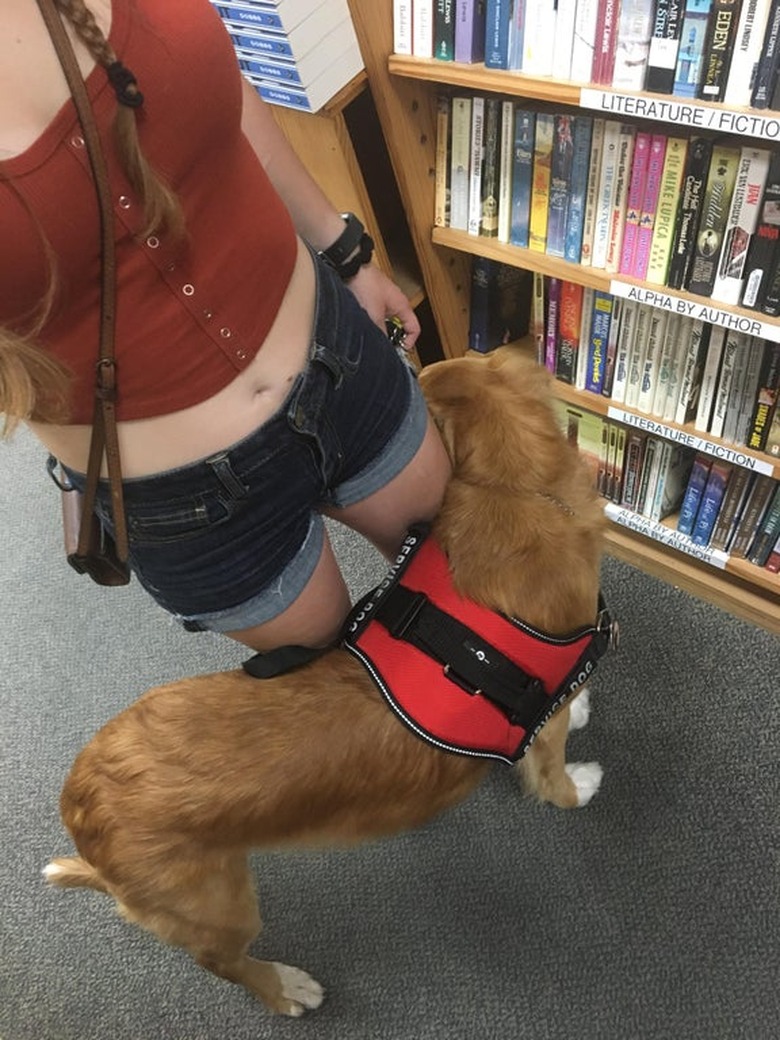 A service dog in a red vest leans against their human's legs as their human browses a bookstore.