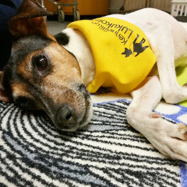 A brown, black, and white terrier wearing a yellow bandana and lying down on a rug.