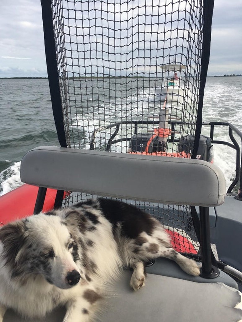 A black and white shepherd-type dog chilling on a boat in the ocean.