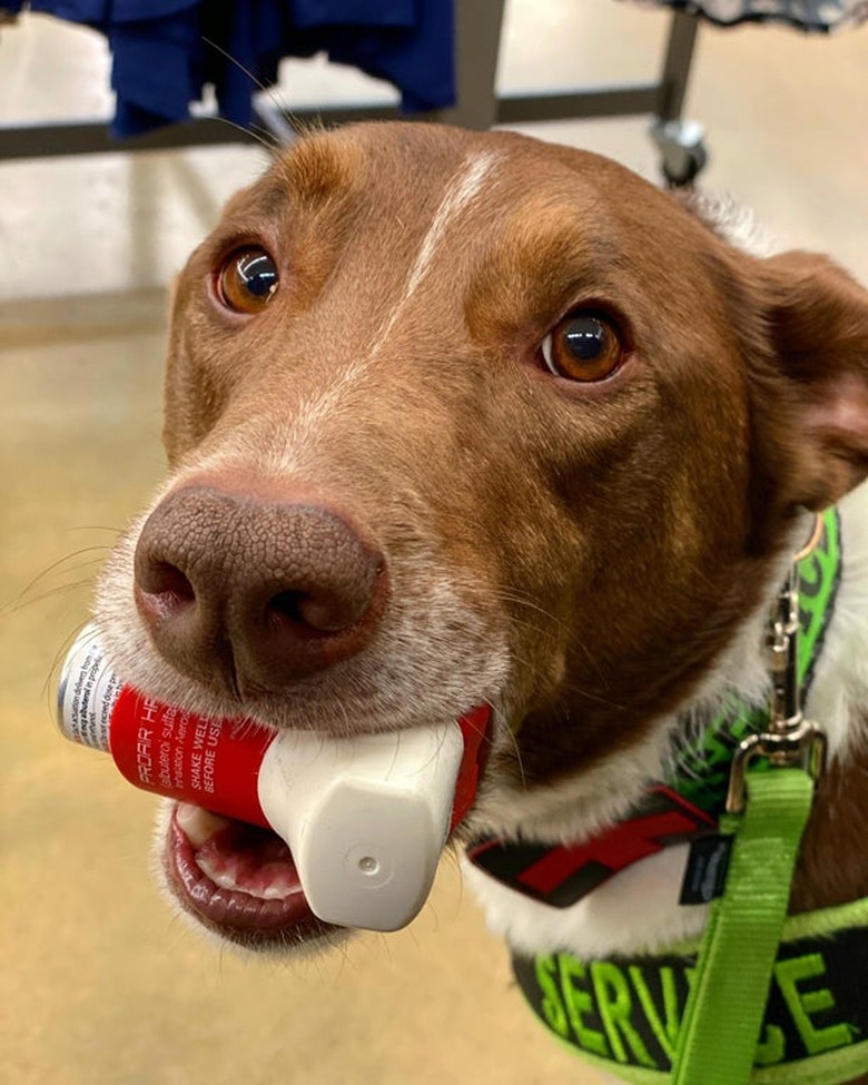 A sweet dog holding an inhaler in their mouth and looking at the camera.