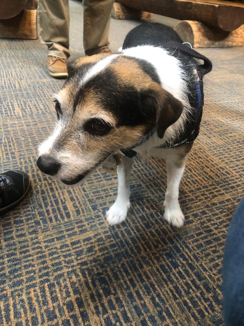 A sweet little terrier with a slightly gray face.