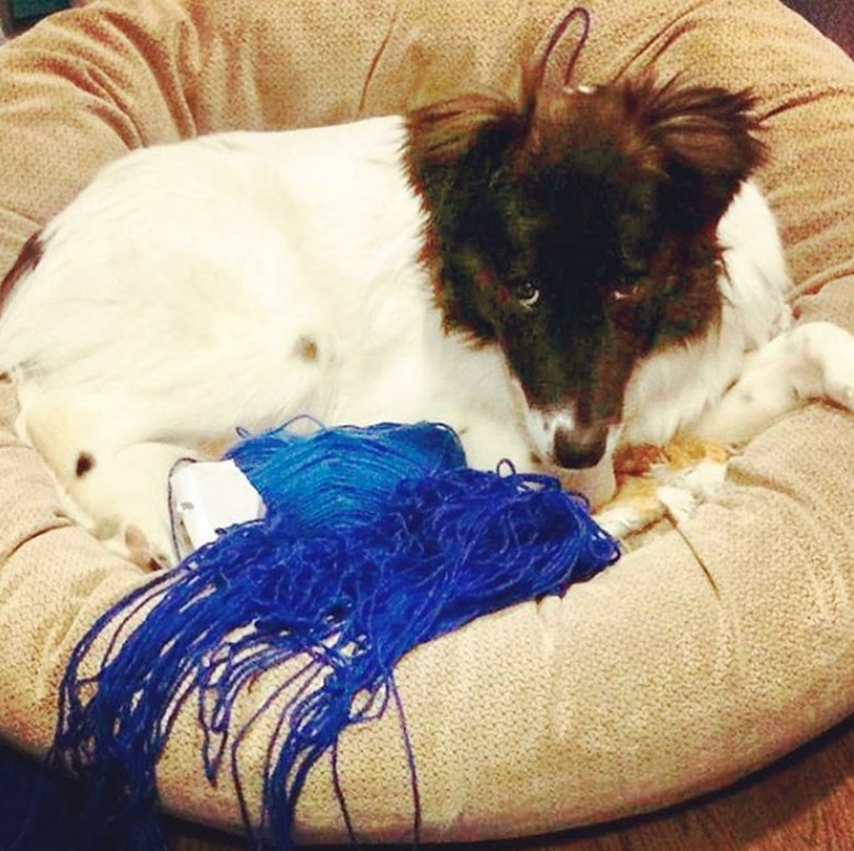 dog with blue yarn