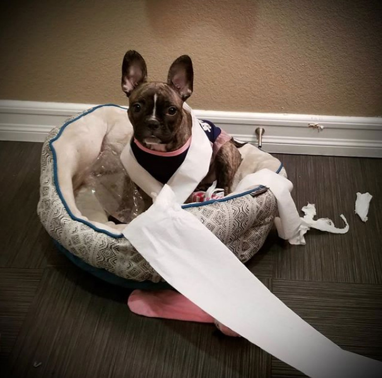 french bulldog wrapped in toilet paper