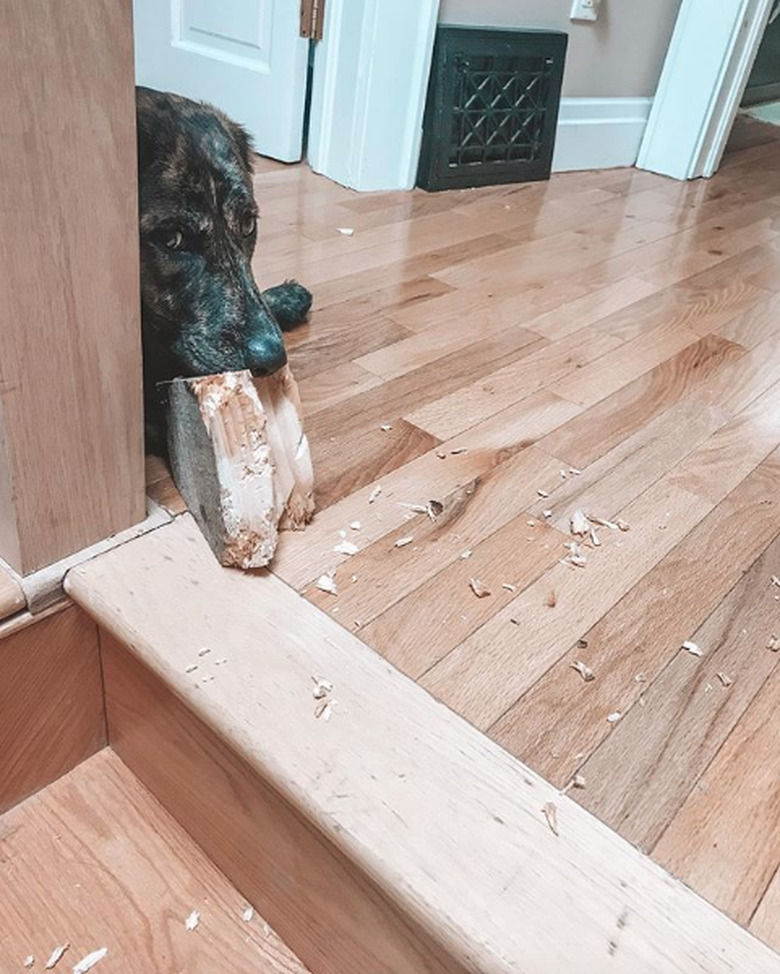 dog eating a piece of wood