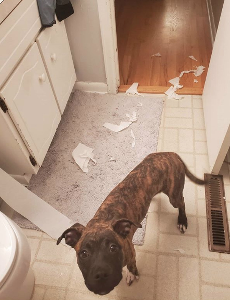 dog in the bathroom with toilet paper