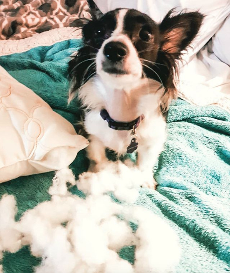 dog with pillow stuffing