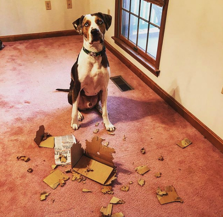 dog with chewed up cardboard box