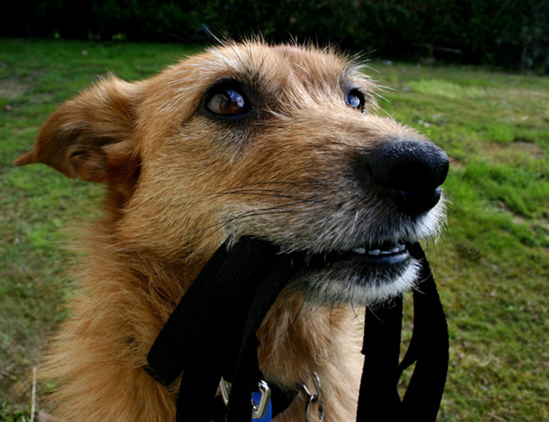 dog holding leash