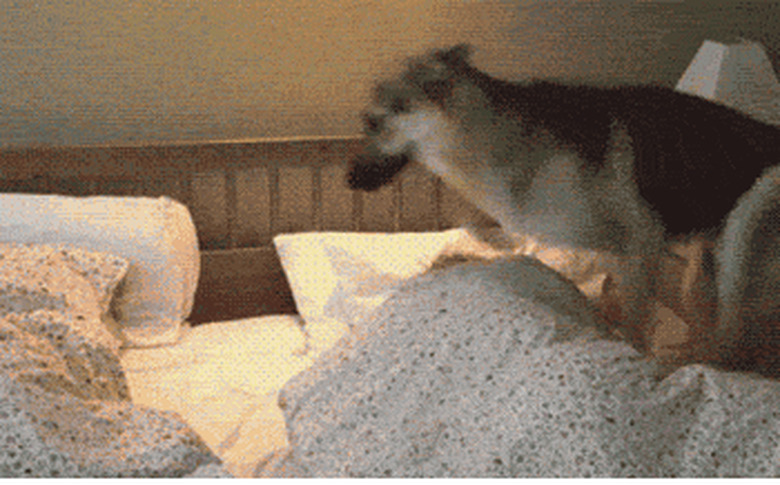 Excited dog jumps on bed.