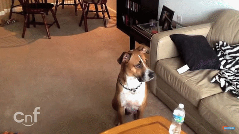 Excited dog.